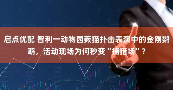 启点优配 智利一动物园薮猫扑击表演中的金刚鹦鹉，活动现场为何秒变“捕猎场”？